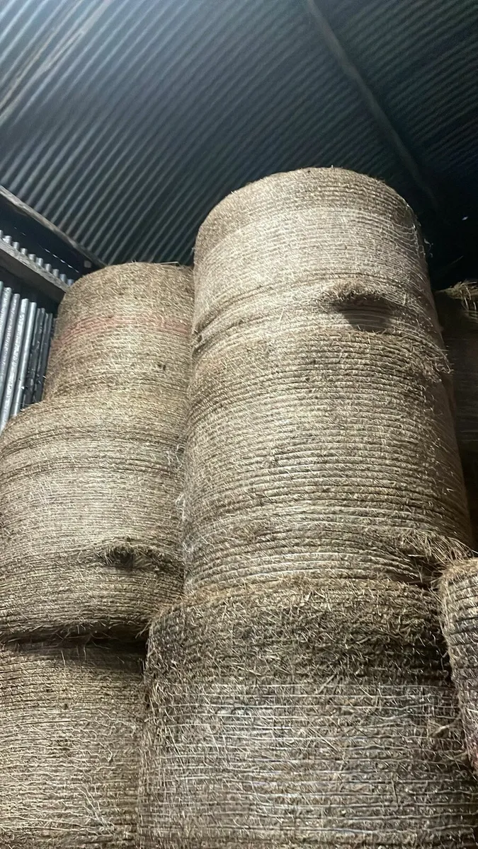 Hay - Image 4