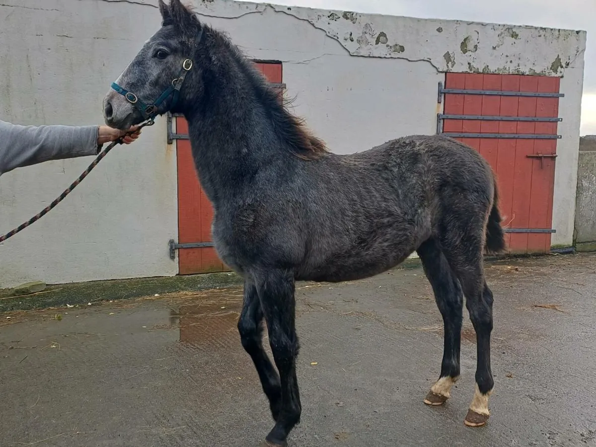 Filly foal - Image 3