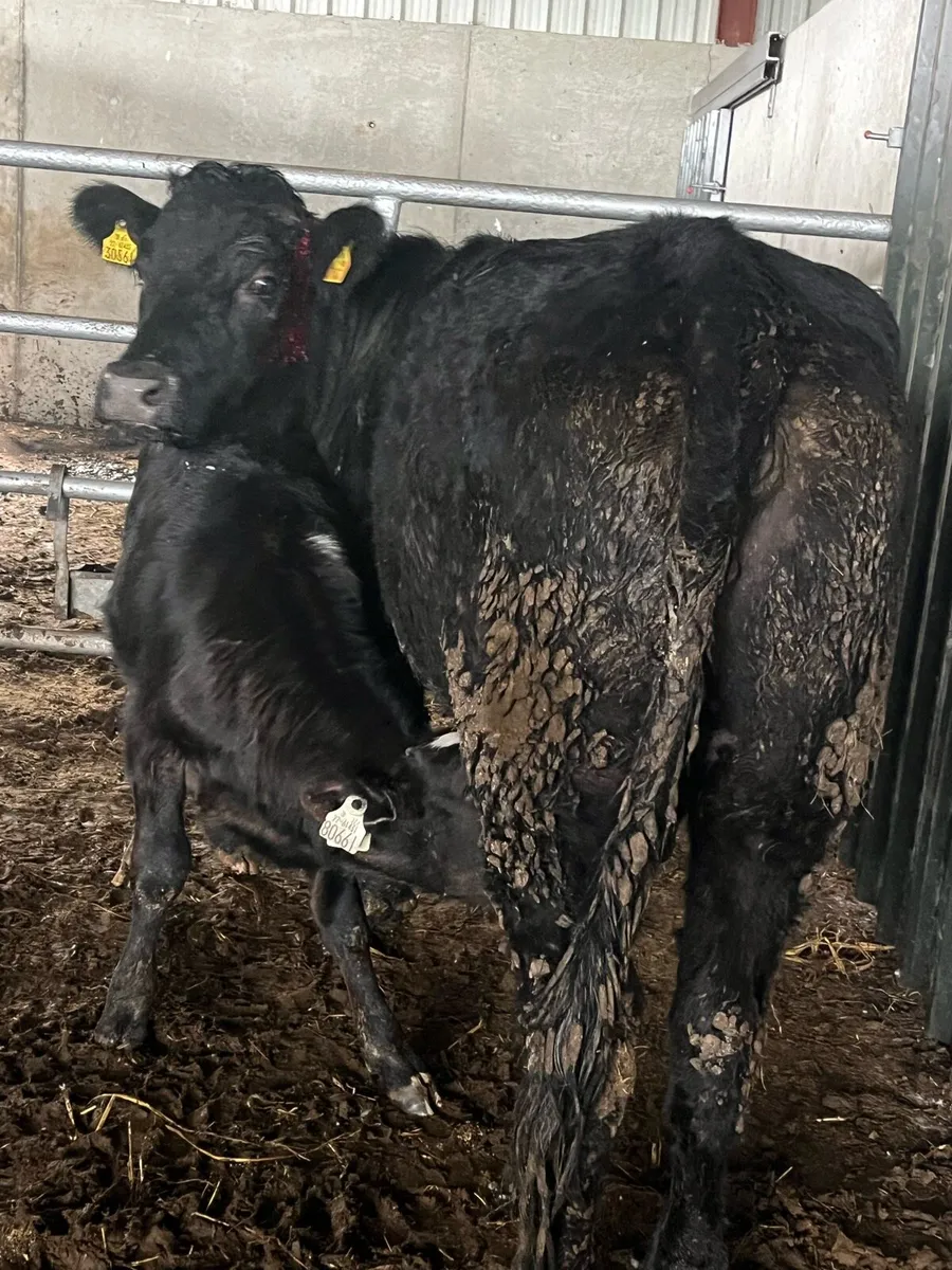 6yr old limousine cow & calf - Image 2