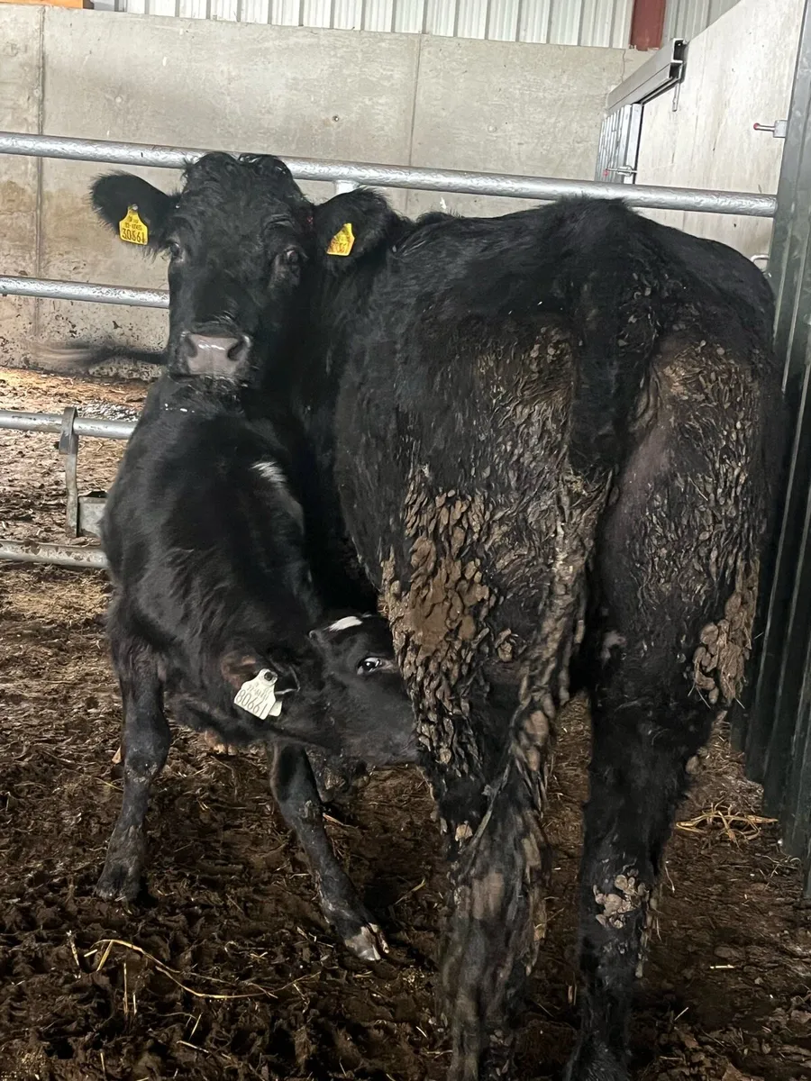 6yr old limousine cow & calf - Image 1