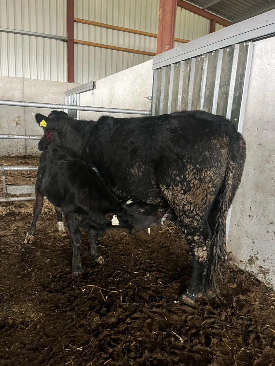 6yr old limousine cow & calf - Image 4