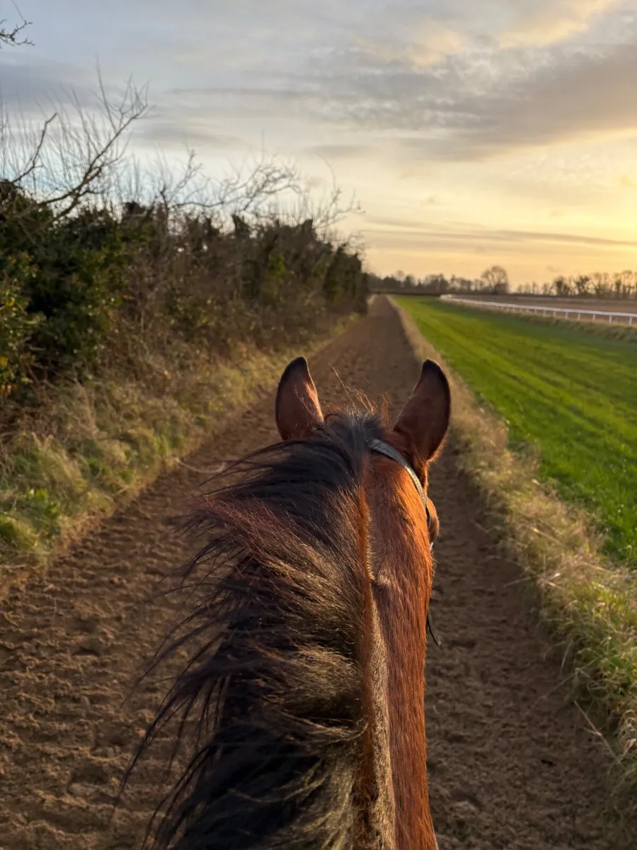 Breaking / Pre- Training/ Rehabilitation - Image 2