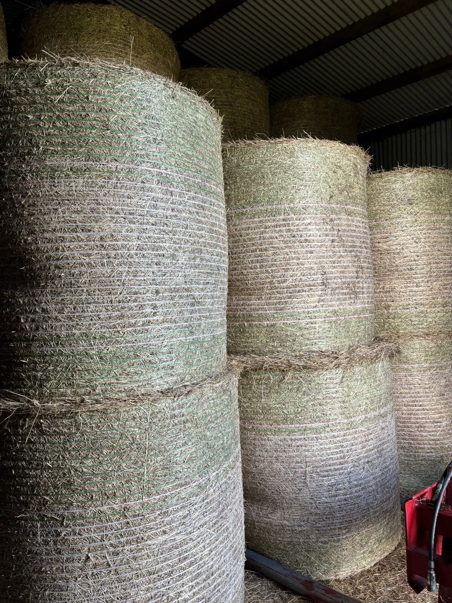 Hay - Image 3