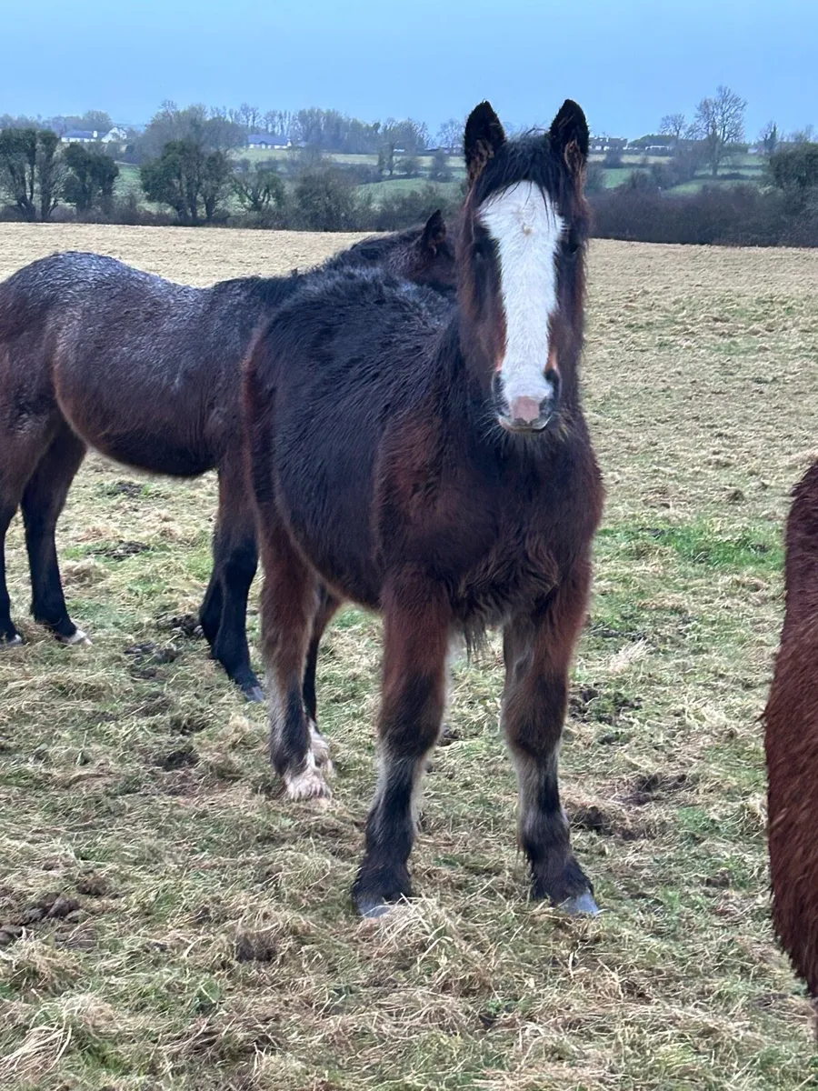 Cob colt foal - Image 1