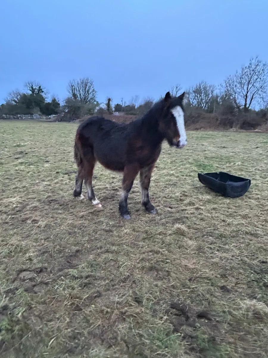 Cob colt foal - Image 2