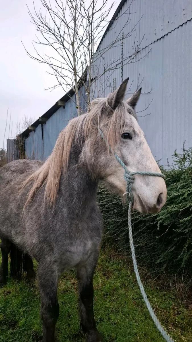 Cob for sale - Image 2