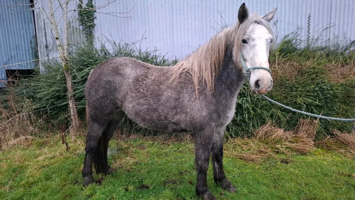 Cob for sale - Image 3