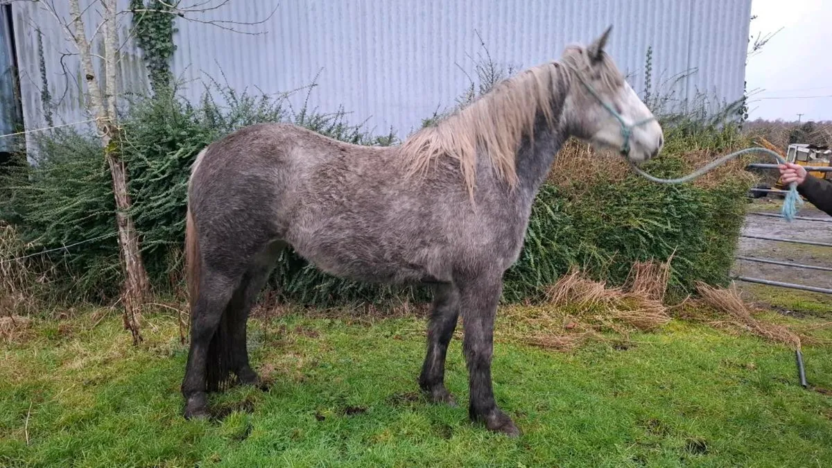 Cob for sale - Image 1