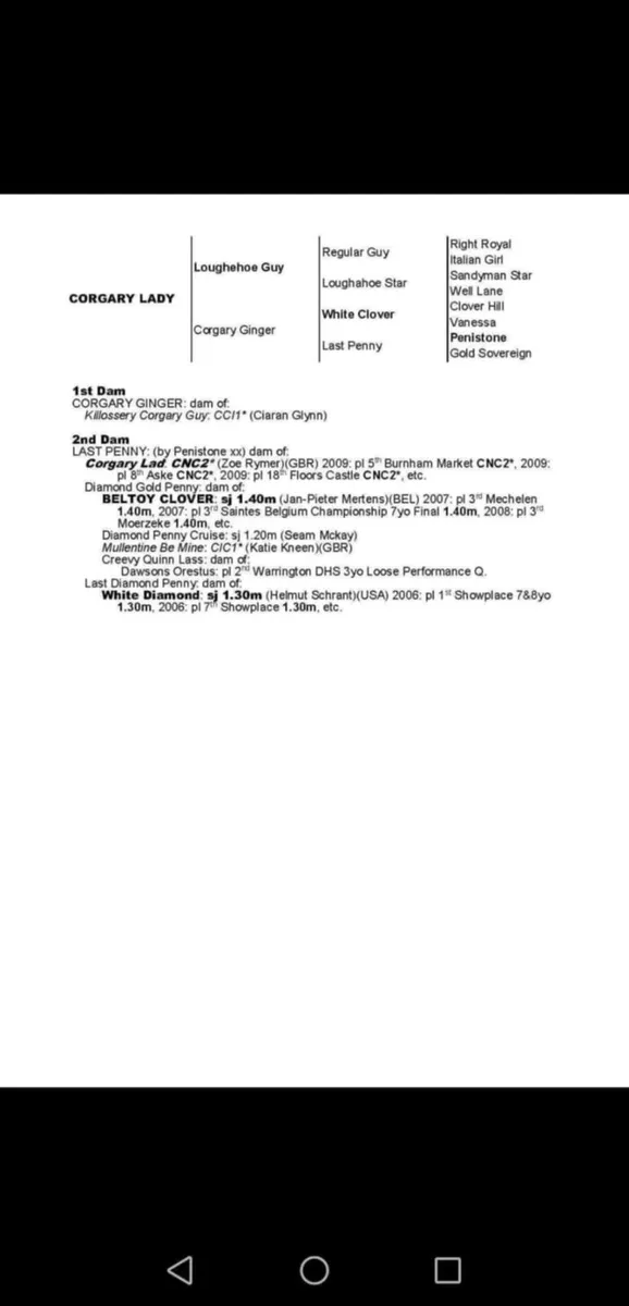 Irish sporthorse Broodmare - Image 3