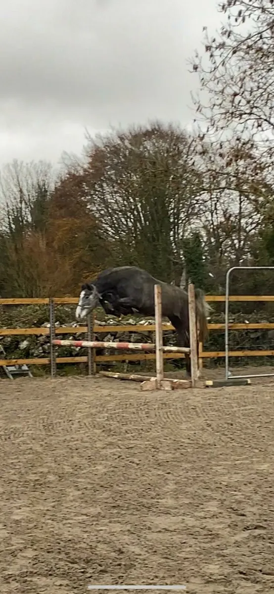 Irish sporthorse Broodmare - Image 4