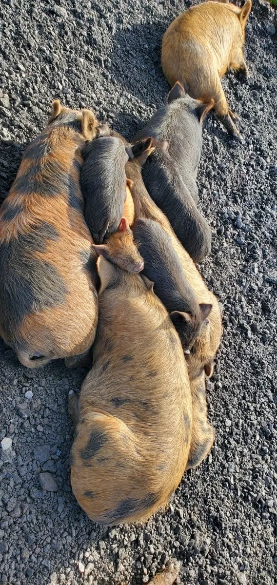 Kune Kune pigs - Image 2