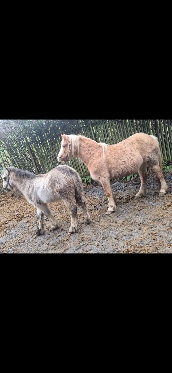 Mare and foal - Image 1