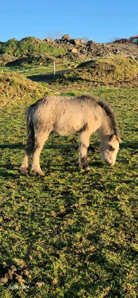 Mare and foal - Image 2