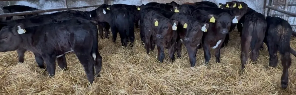 C&N calf supplying quality calves weekly - Image 1