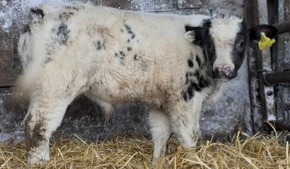 C&N calf supplying quality calves weekly - Image 3