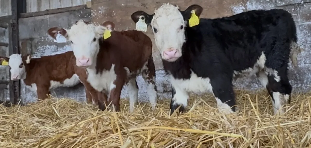 C&N calf supplying quality calves weekly - Image 2