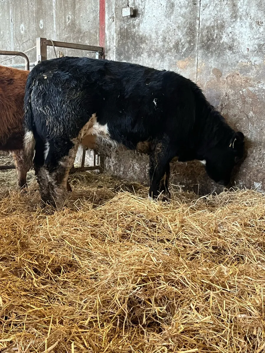 Organic Hiefer weanlings - Tues. 20th Ballina mart - Image 3