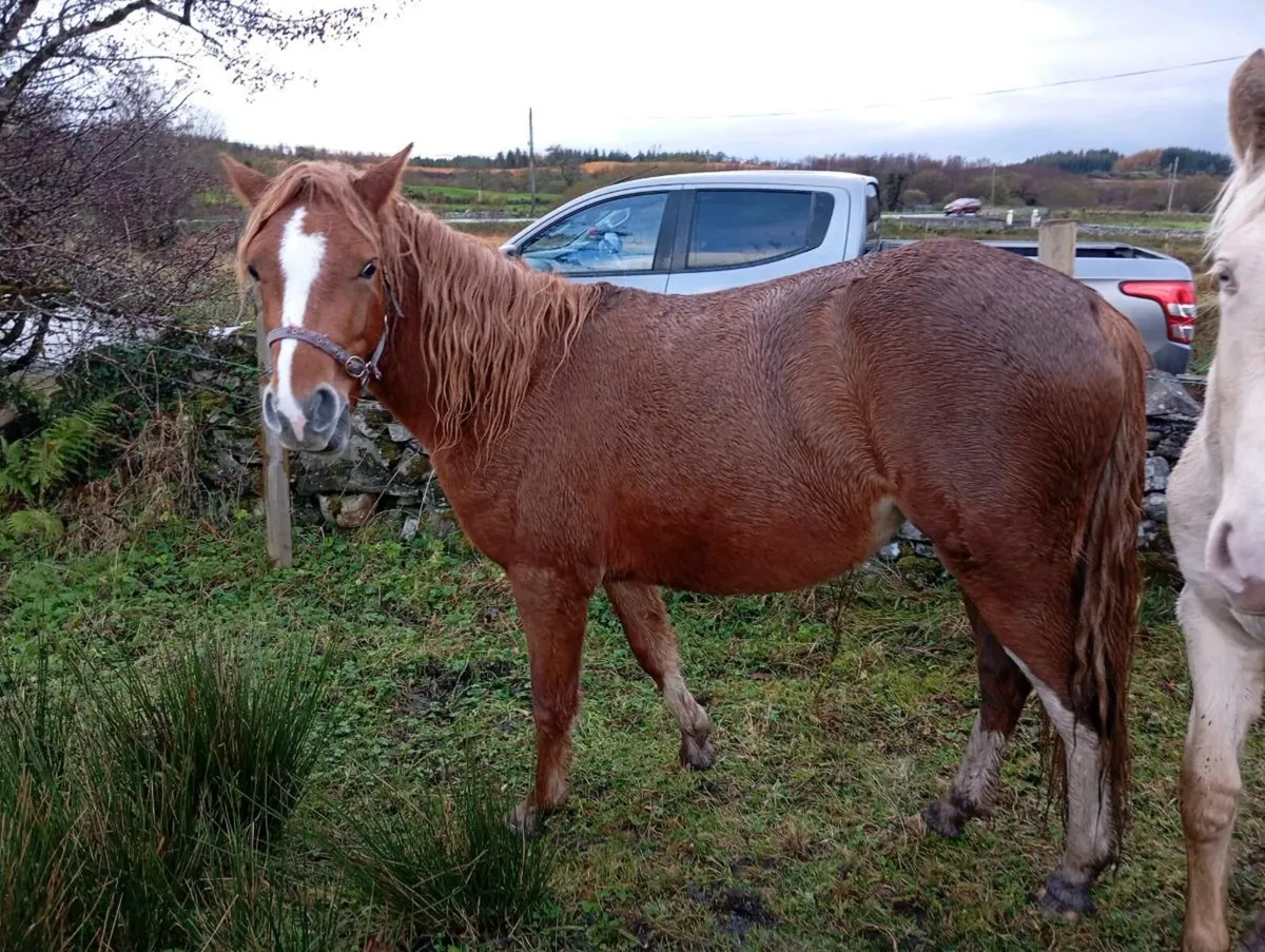 3yr Old Chestnut Connemara Filly - Image 4