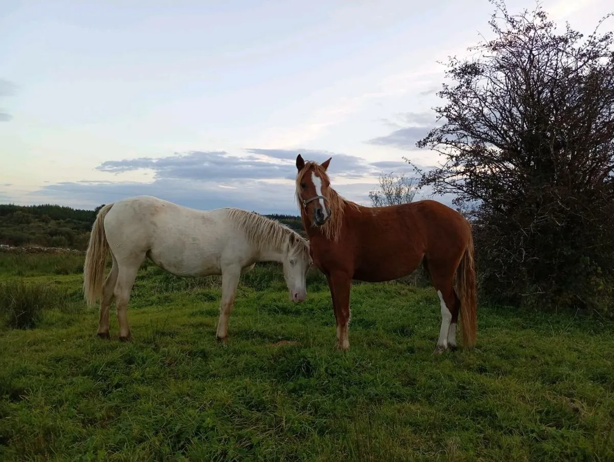 3yr Old Chestnut Connemara Filly - Image 3