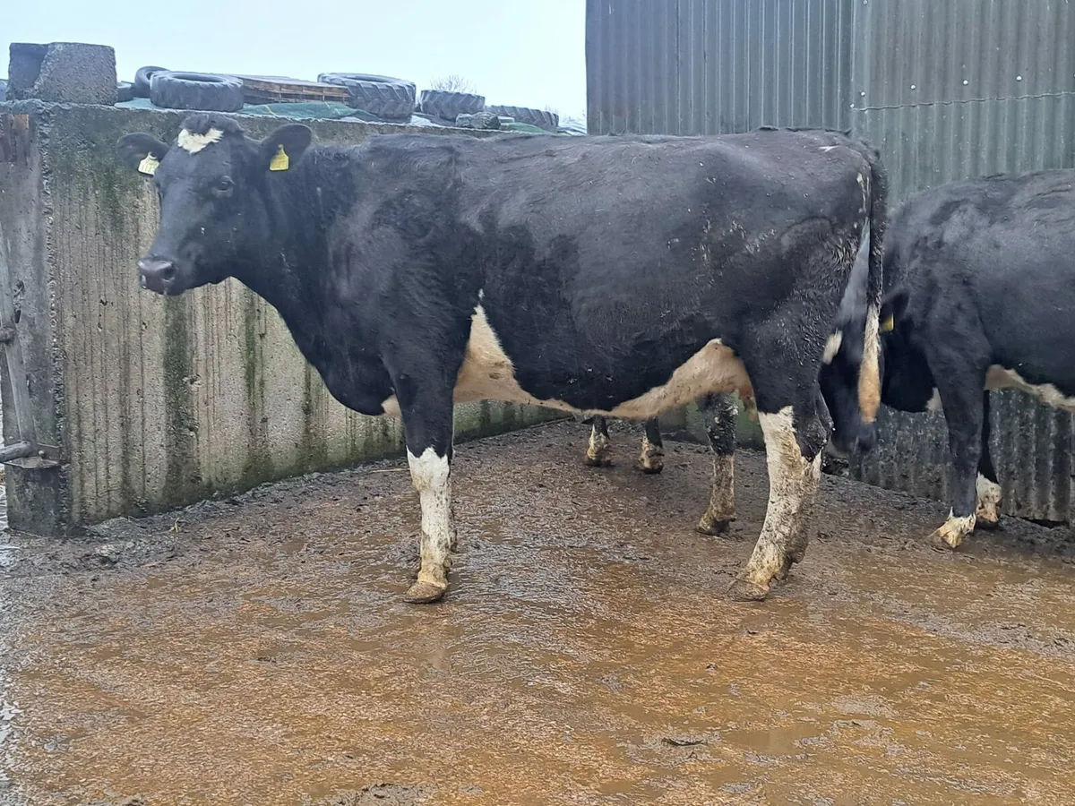 Complete Dairy clearance Bridepark herd 100 head - Image 3