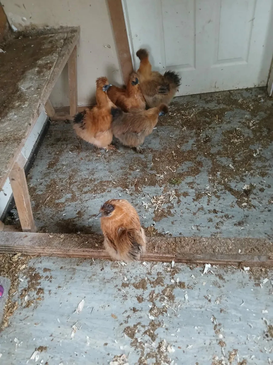 Silkie hens and roosters - Image 3