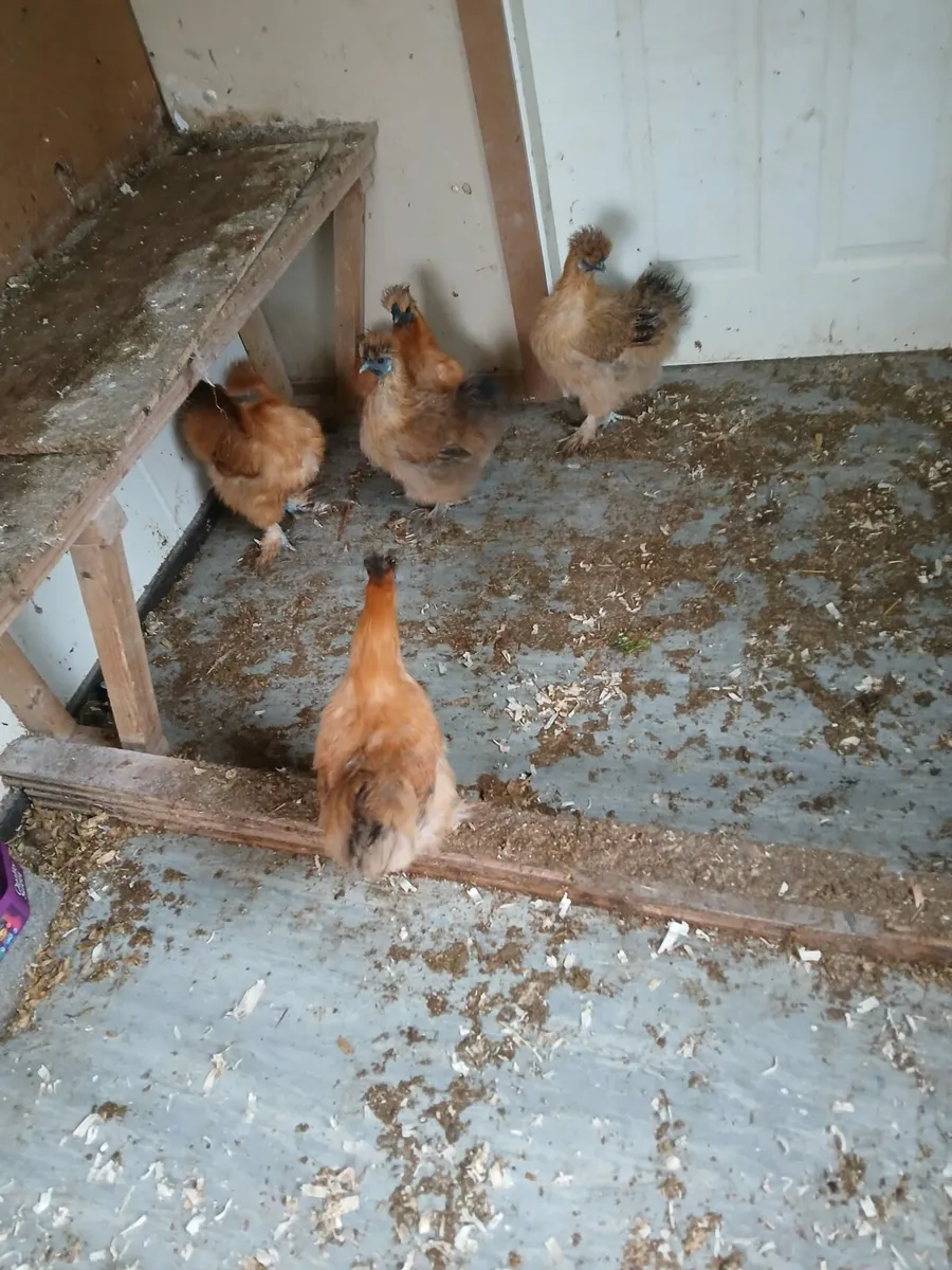 Silkie hens and roosters - Image 2