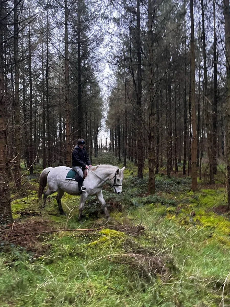 16.2hh ISH - Image 1