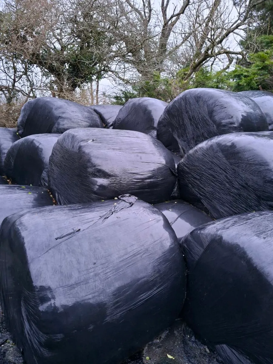 Silage - Image 2