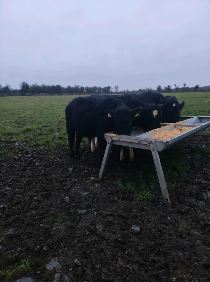 Angus runners - Image 1