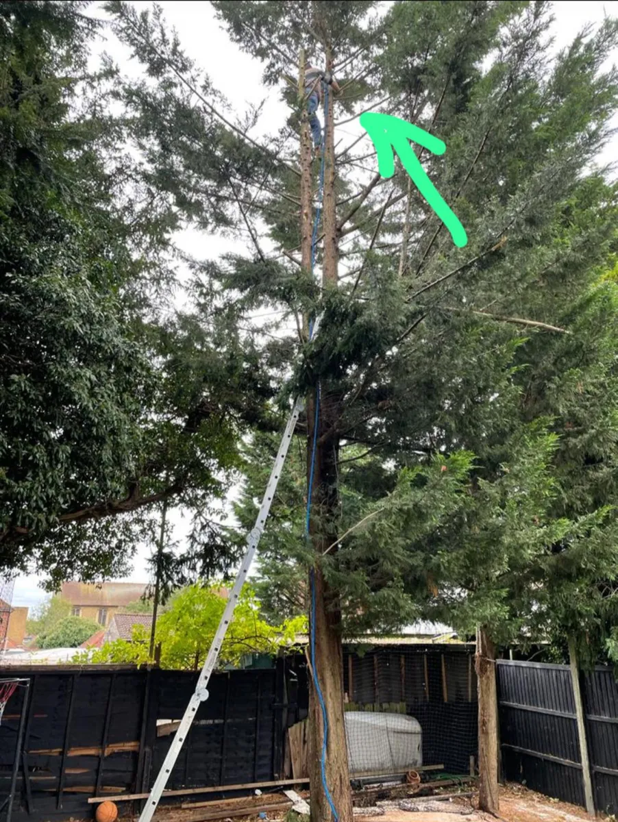 Garden tree removal - Image 4
