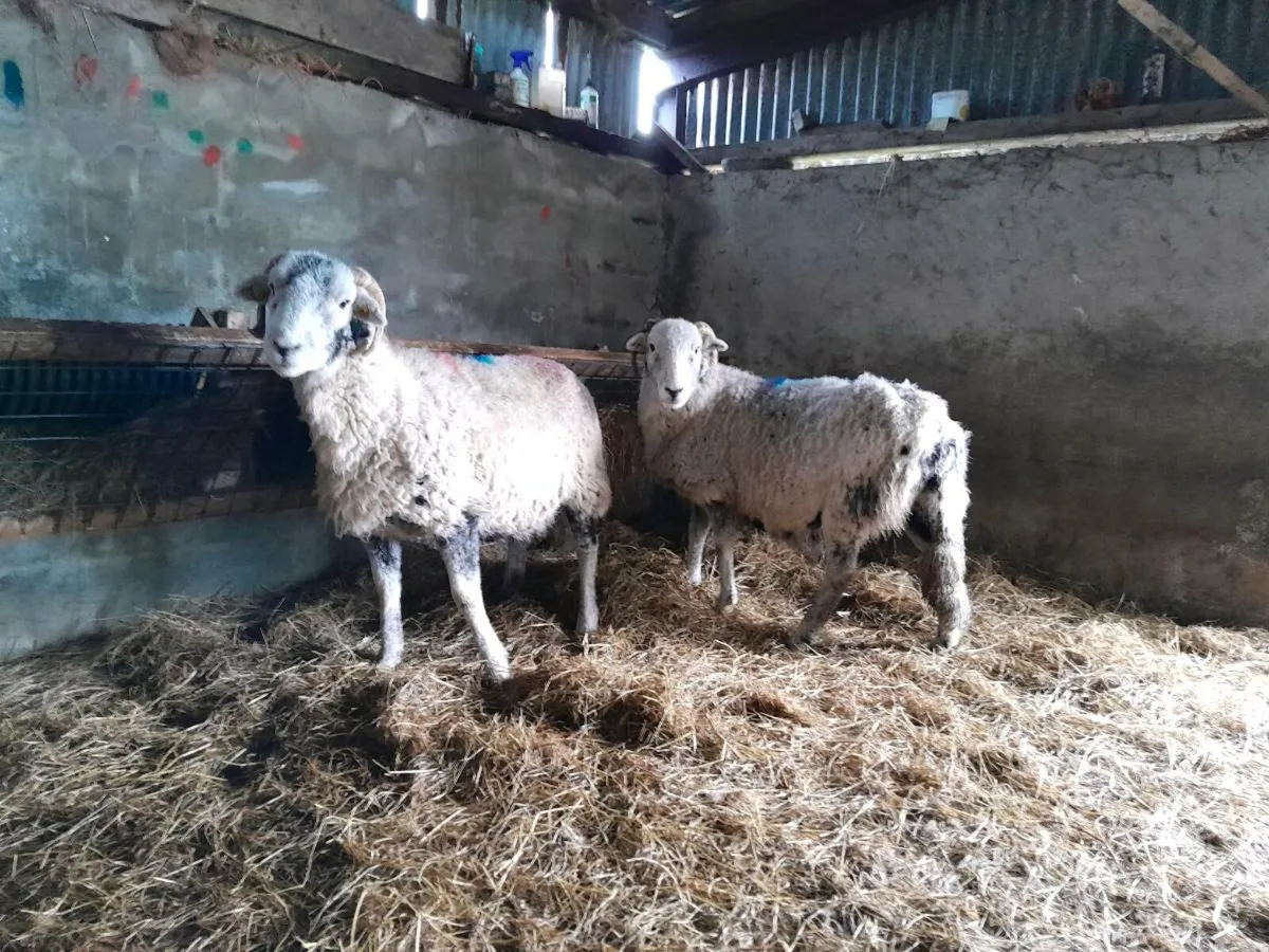 In Lamb Swaledale ewes - Image 1