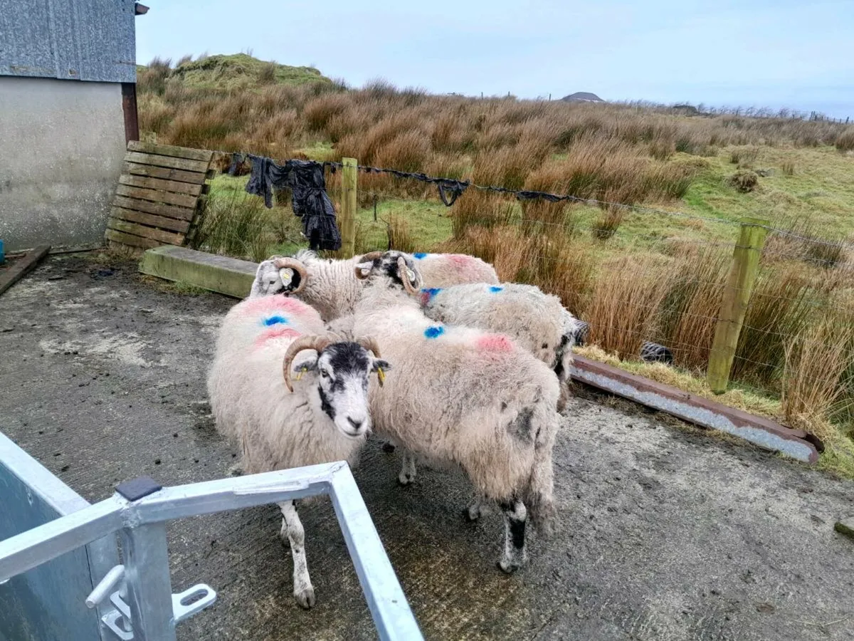 In Lamb Swaledale ewes - Image 3