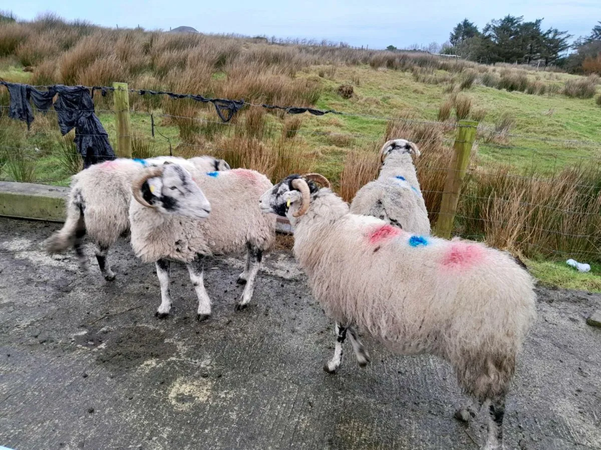 In Lamb Swaledale ewes - Image 4