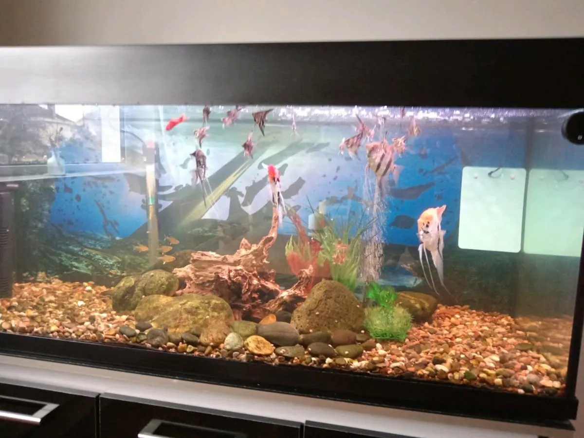 Tropical fish - Image 2