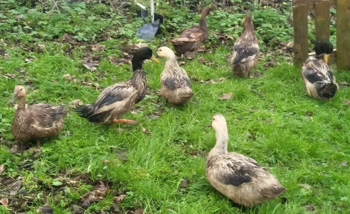 Heat plate and poultry - Image 1