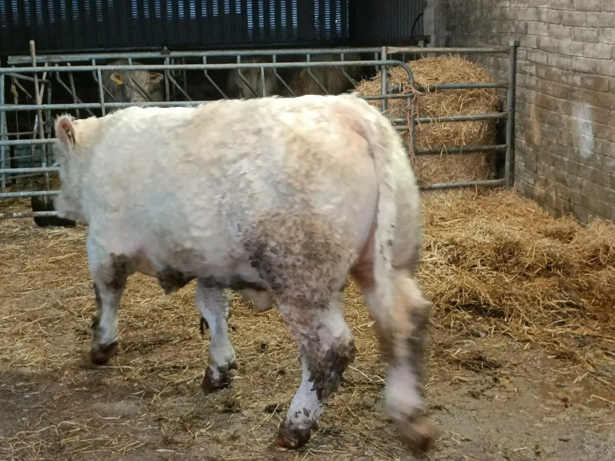 Charolais Bull - Image 2