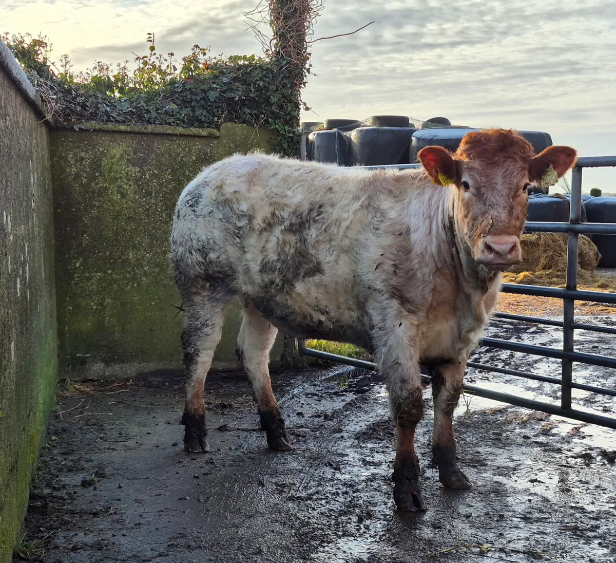 Breeding heifers - Image 1