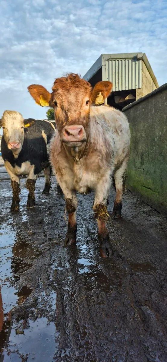 Breeding heifers - Image 4