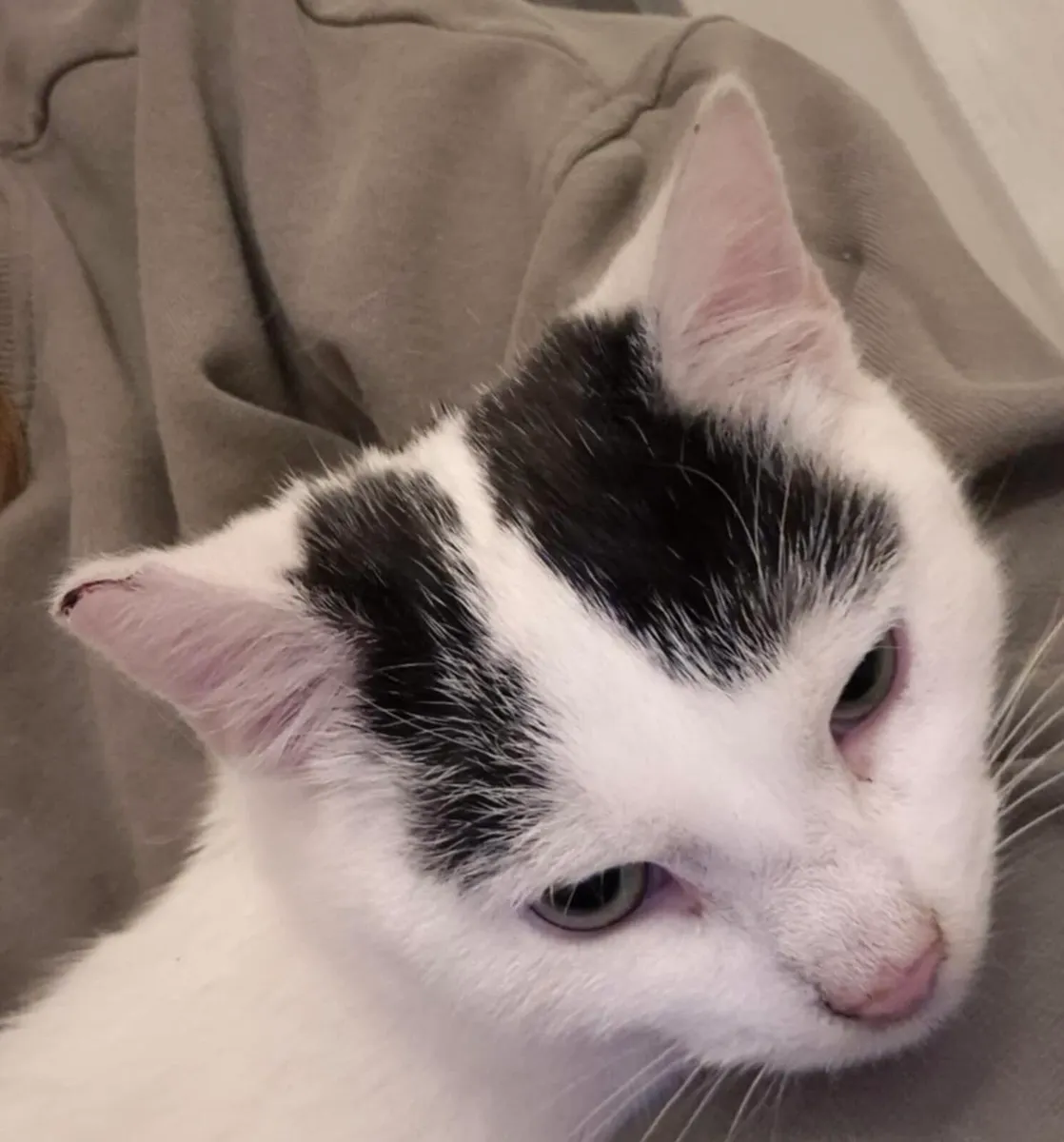 Catstrust adoption and protection. Rescued . - Image 4