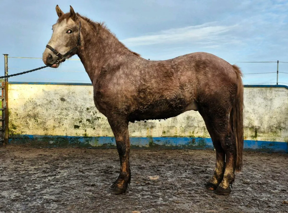 3 yr old Irish Draught gelding - Image 1