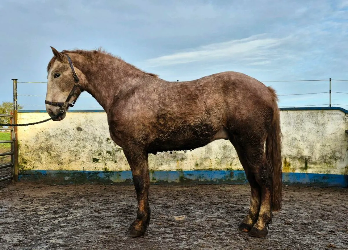 3 yr old Irish Draught gelding - Image 4