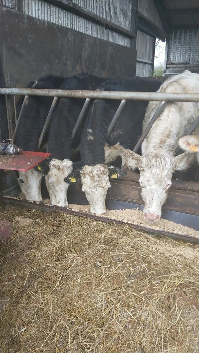 Castlerea mart the 15th 10 forward culls - Image 3