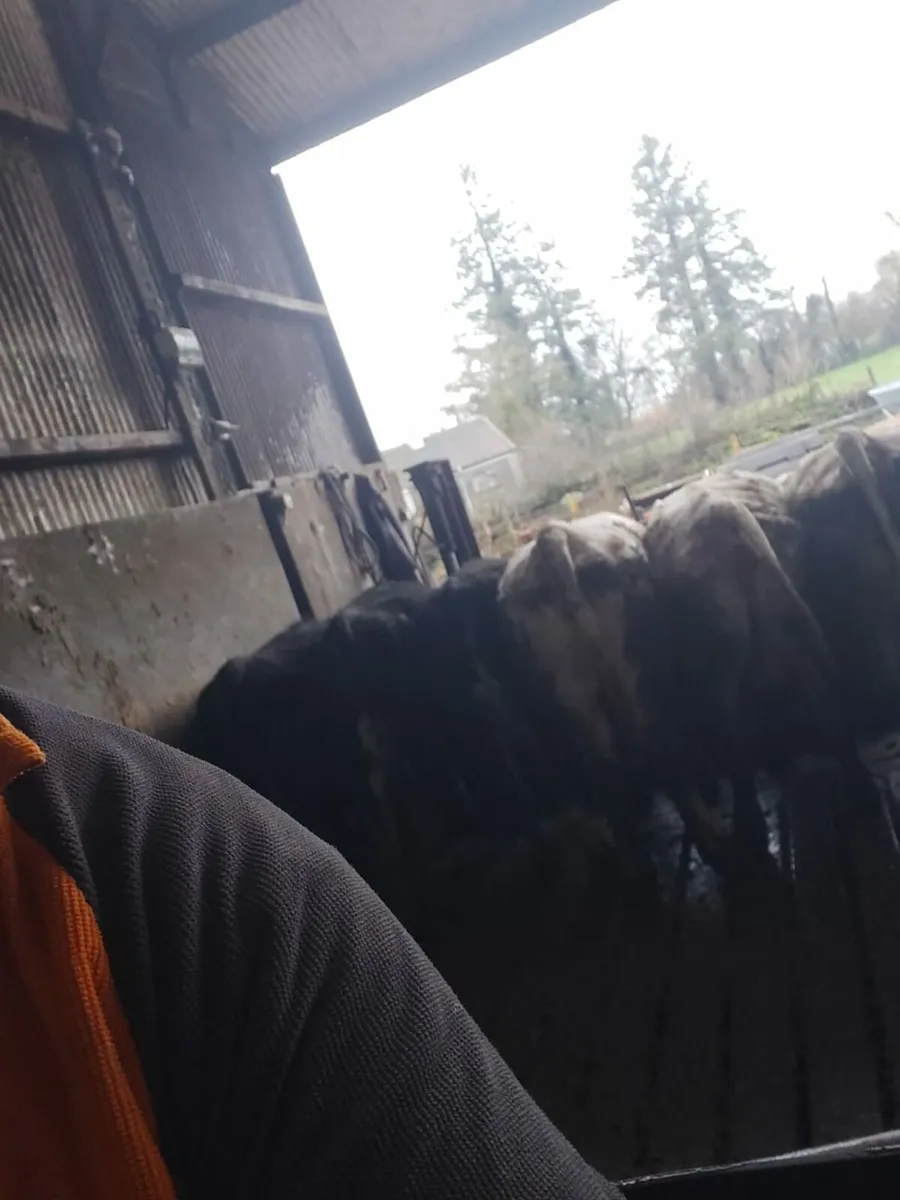 Castlerea mart the 15th 10 forward culls - Image 1