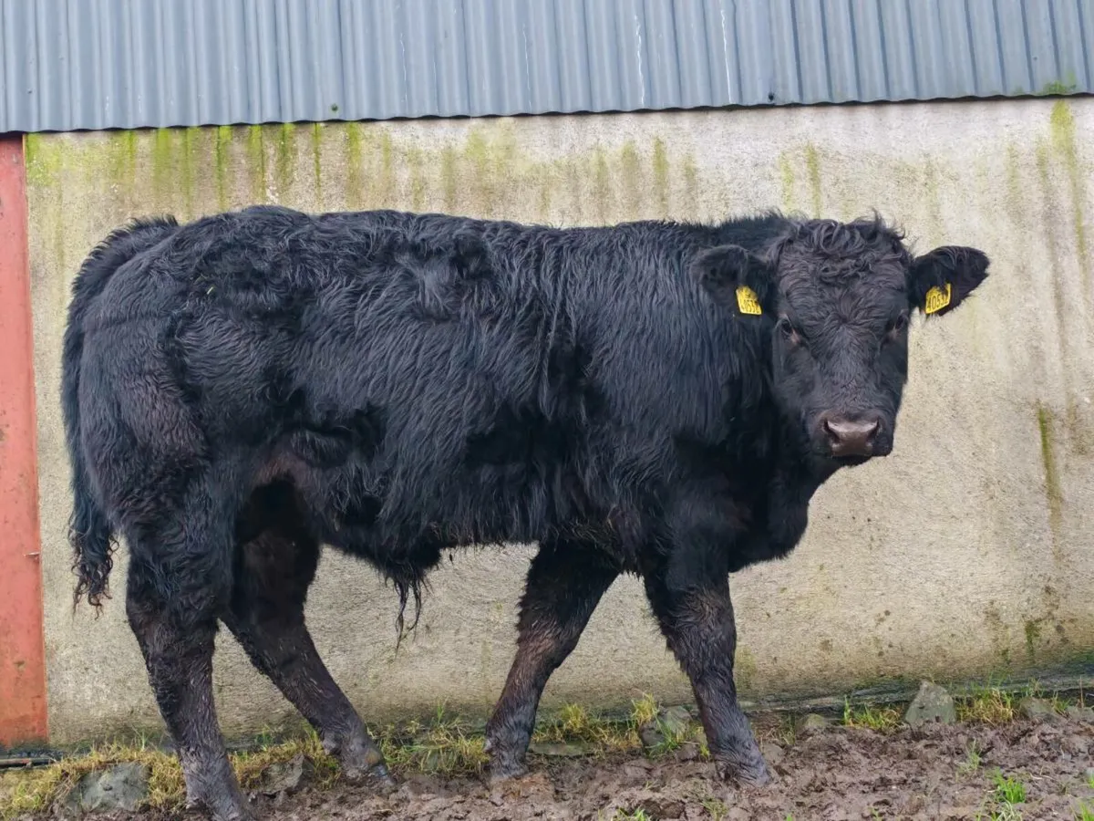 Weanlings for sale - Image 2