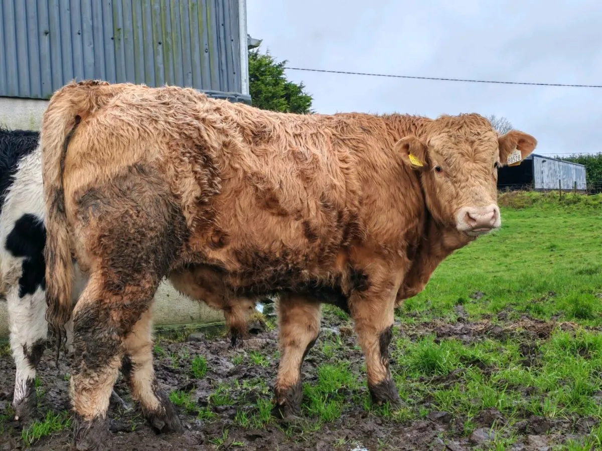 Weanlings for sale - Image 3