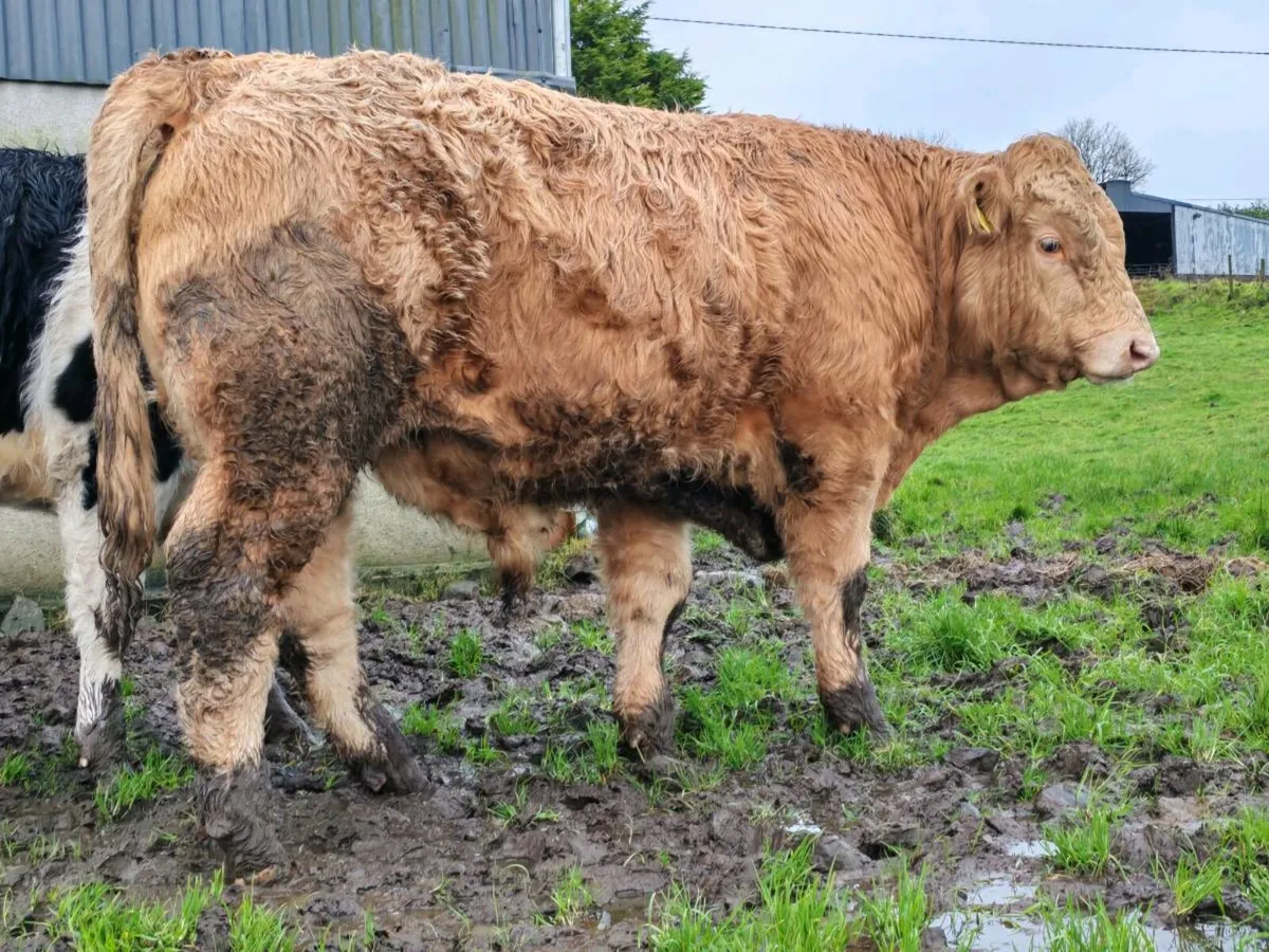 Weanlings for sale - Image 4
