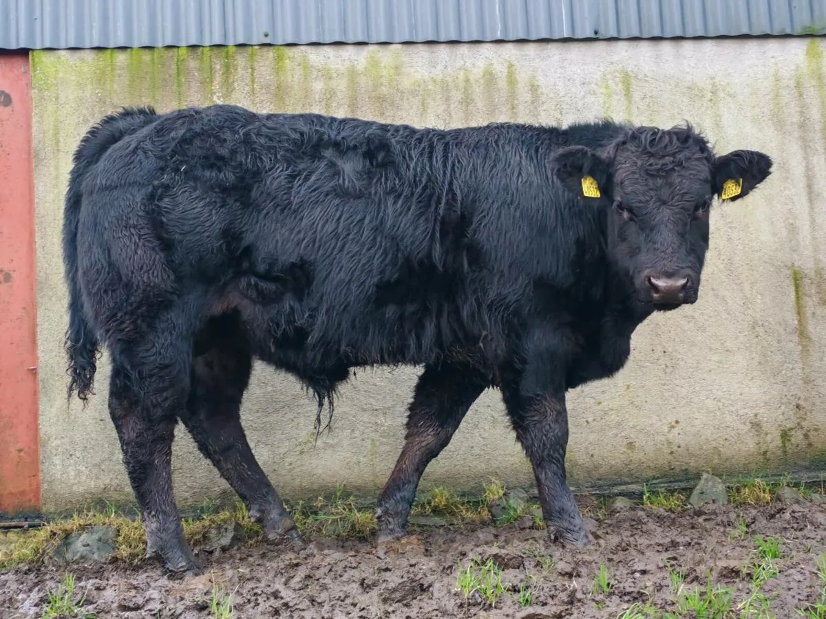 Weanlings for sale - Image 1