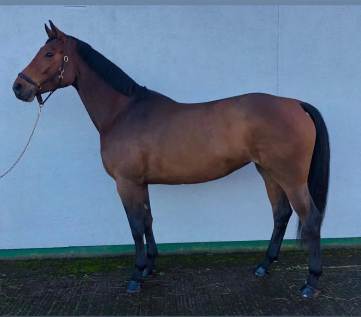 Horse luidam mare - Image 2