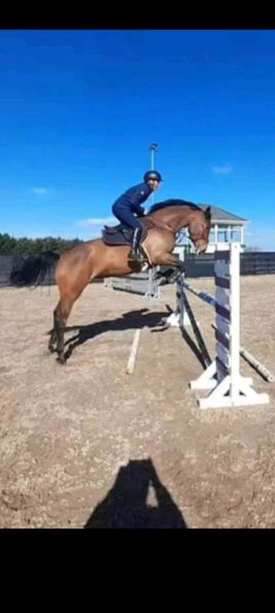 Horse luidam mare - Image 4