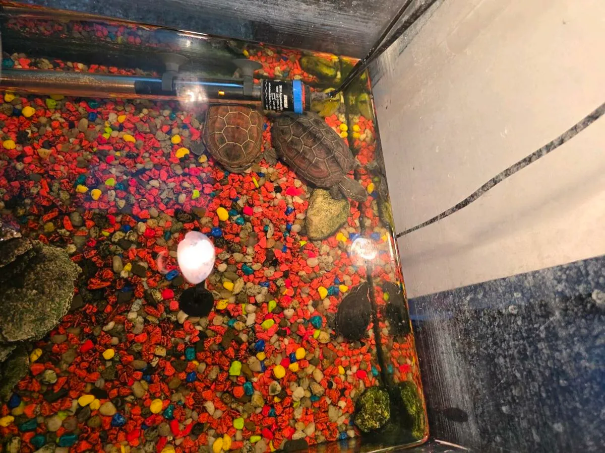 turtle tank with 3x turtles - Image 2